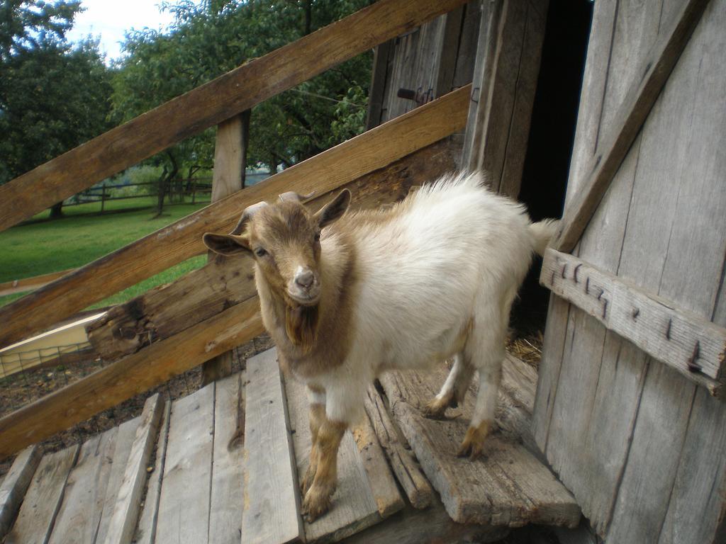 Pri Lazarju Farm Stay Podgrad  Eksteriør billede