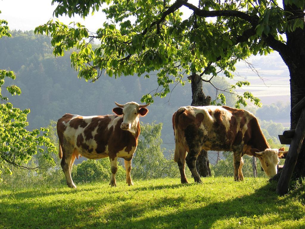 Pri Lazarju Farm Stay Podgrad  Eksteriør billede